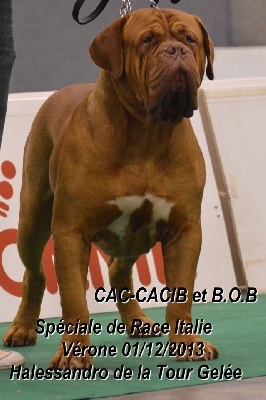 CH. Halessandro La tour gelée - CACIB-CAC-BOB