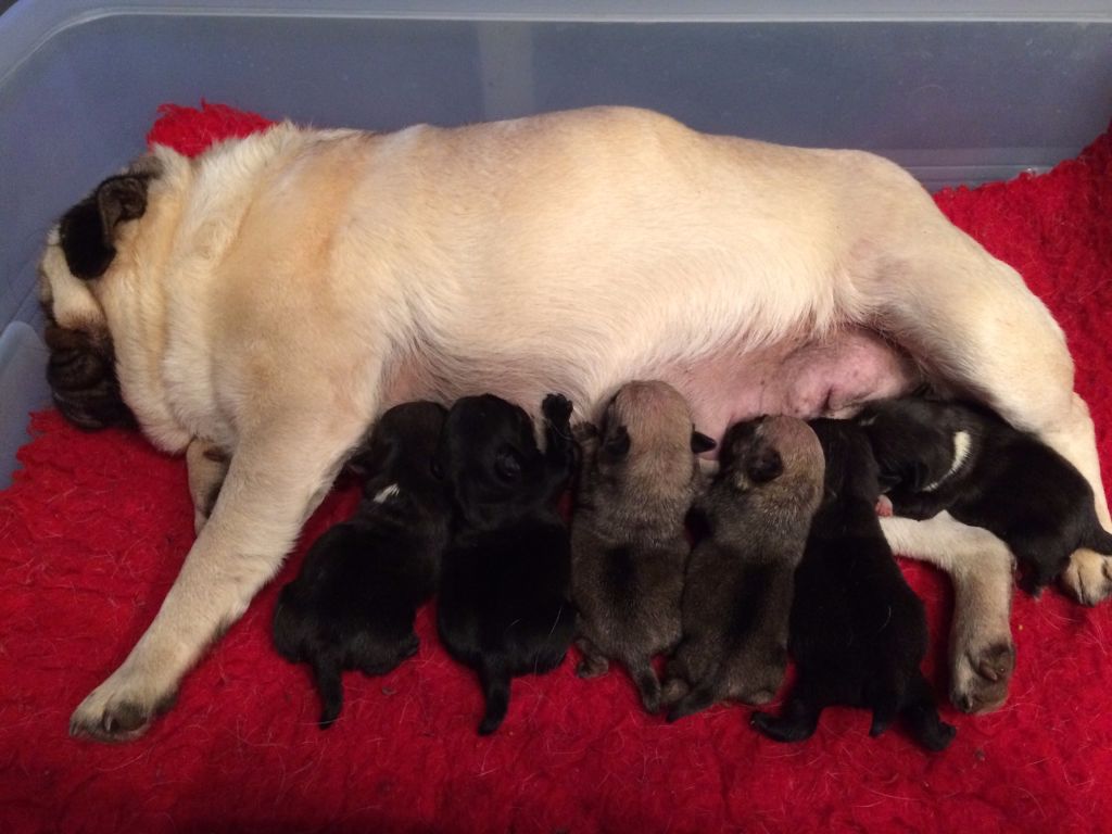 Accueil Elevage Des Fleurs De Bach Eleveur De Chiens Carlin