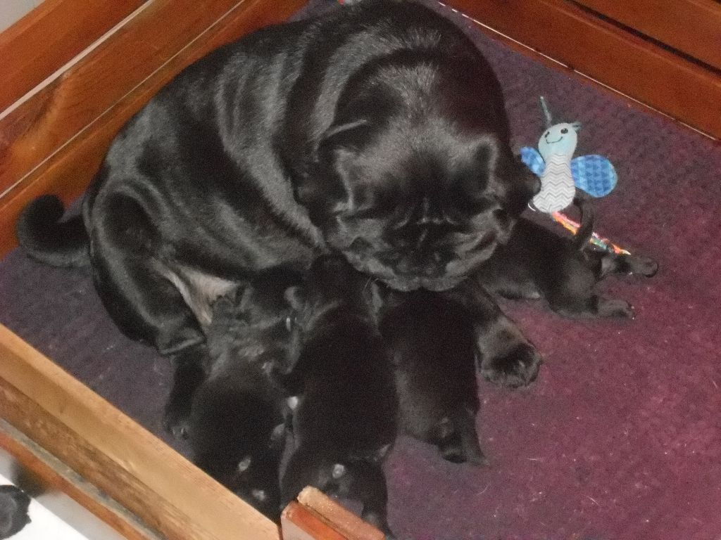 chiot Carlin Des Petits Guerriers Tang