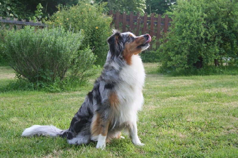 Publication : De La Forêt Qui Chante Auteur : Lagrollet Dominique