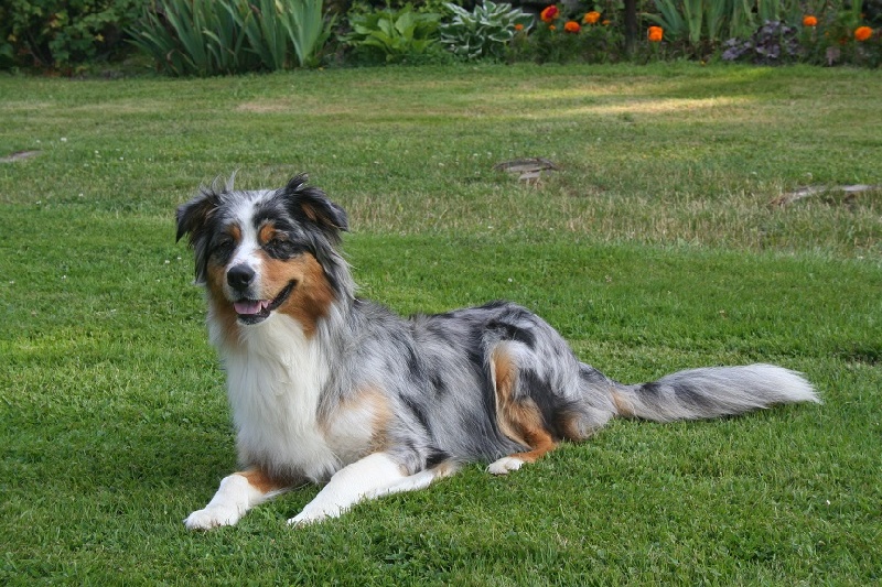 Publication : De La Forêt Qui Chante Auteur : Lagrollet Dominique