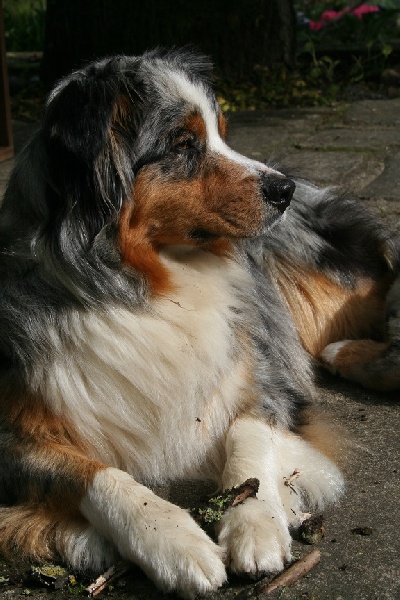 Publication : De La Forêt Qui Chante Auteur : Lagrollet Dominique