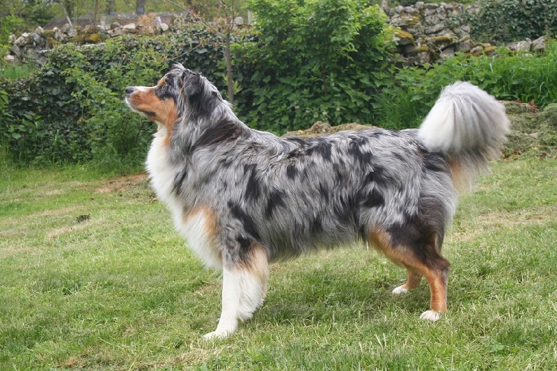 Publication : De La Forêt Qui Chante Auteur : Lagrollet Dominique