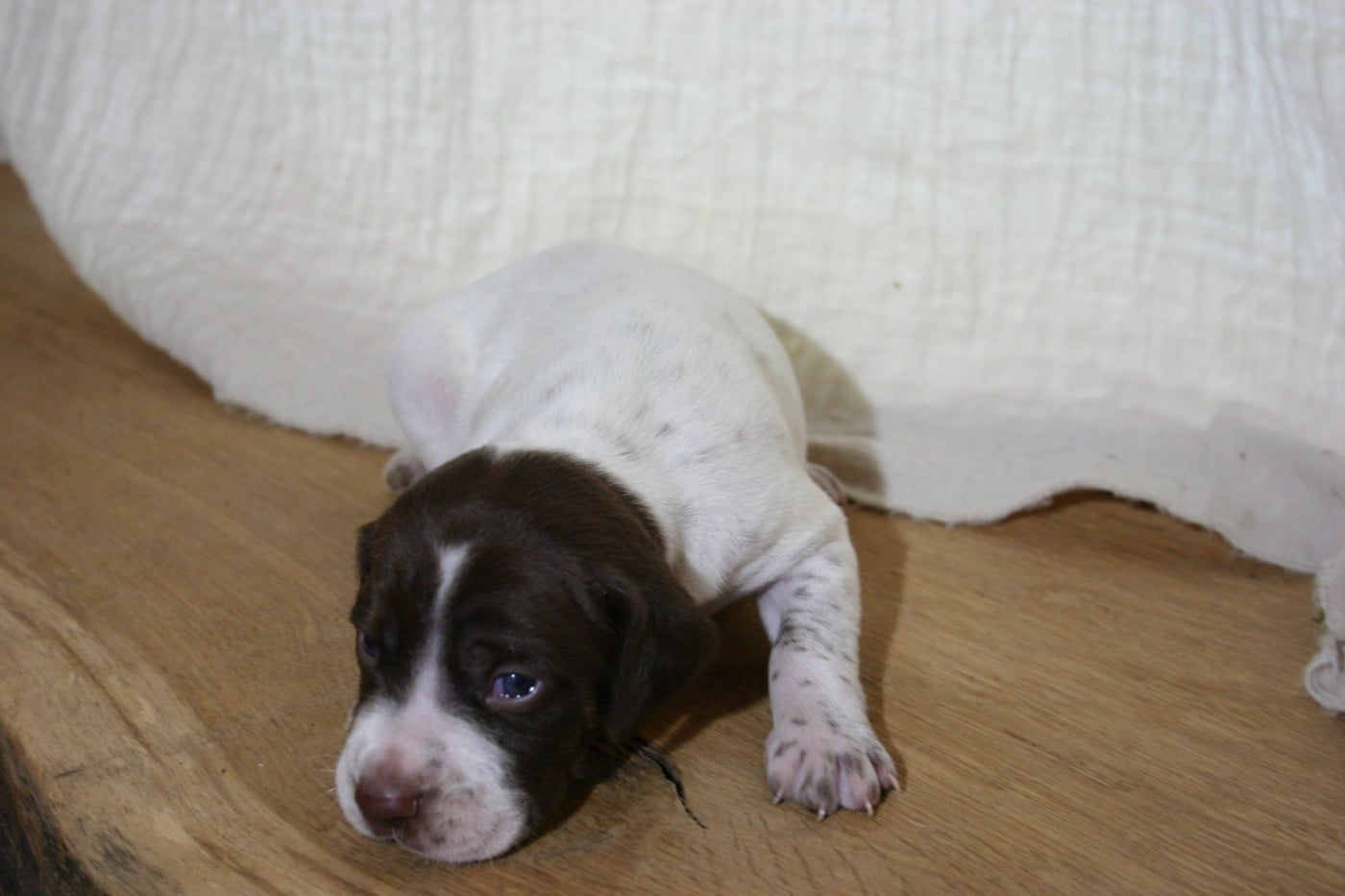 Chiot N°1