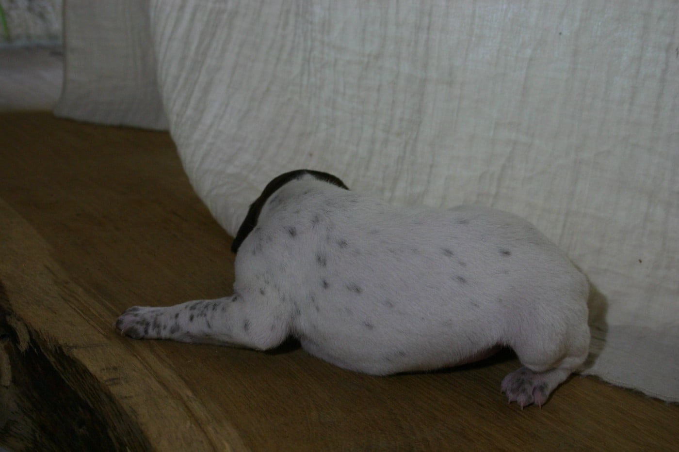 Chiot N°1
