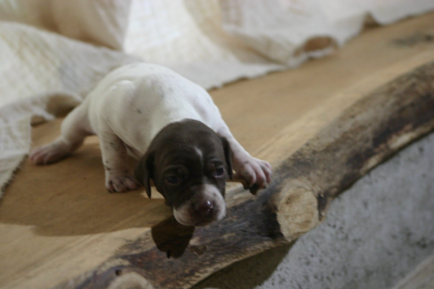 Chiot N°2
