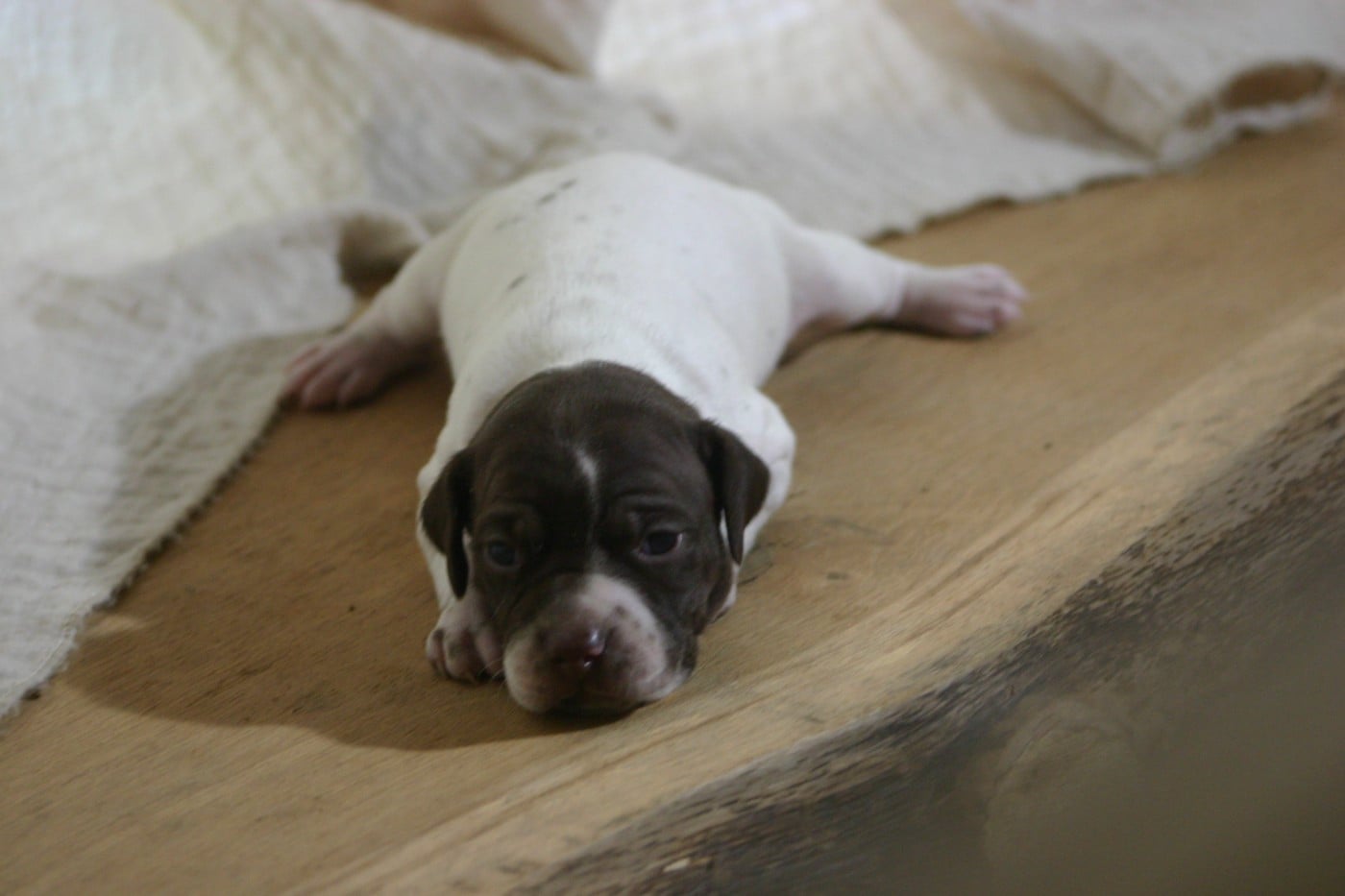 Chiot N°2