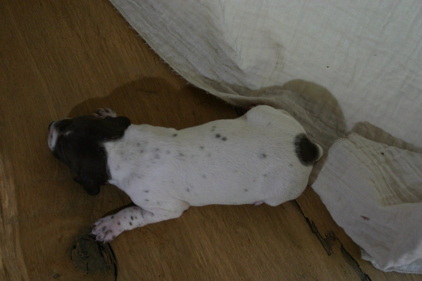 Chiot N°3