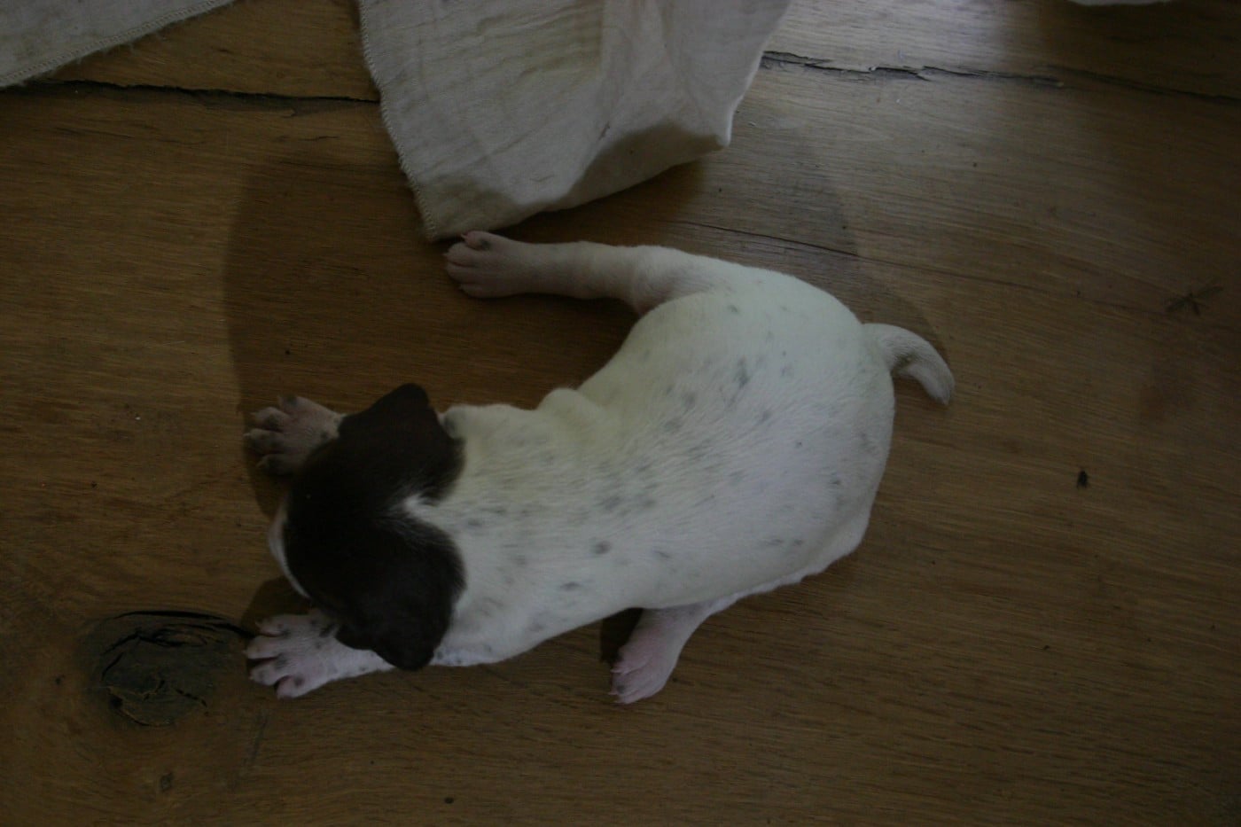 Chiot N°4