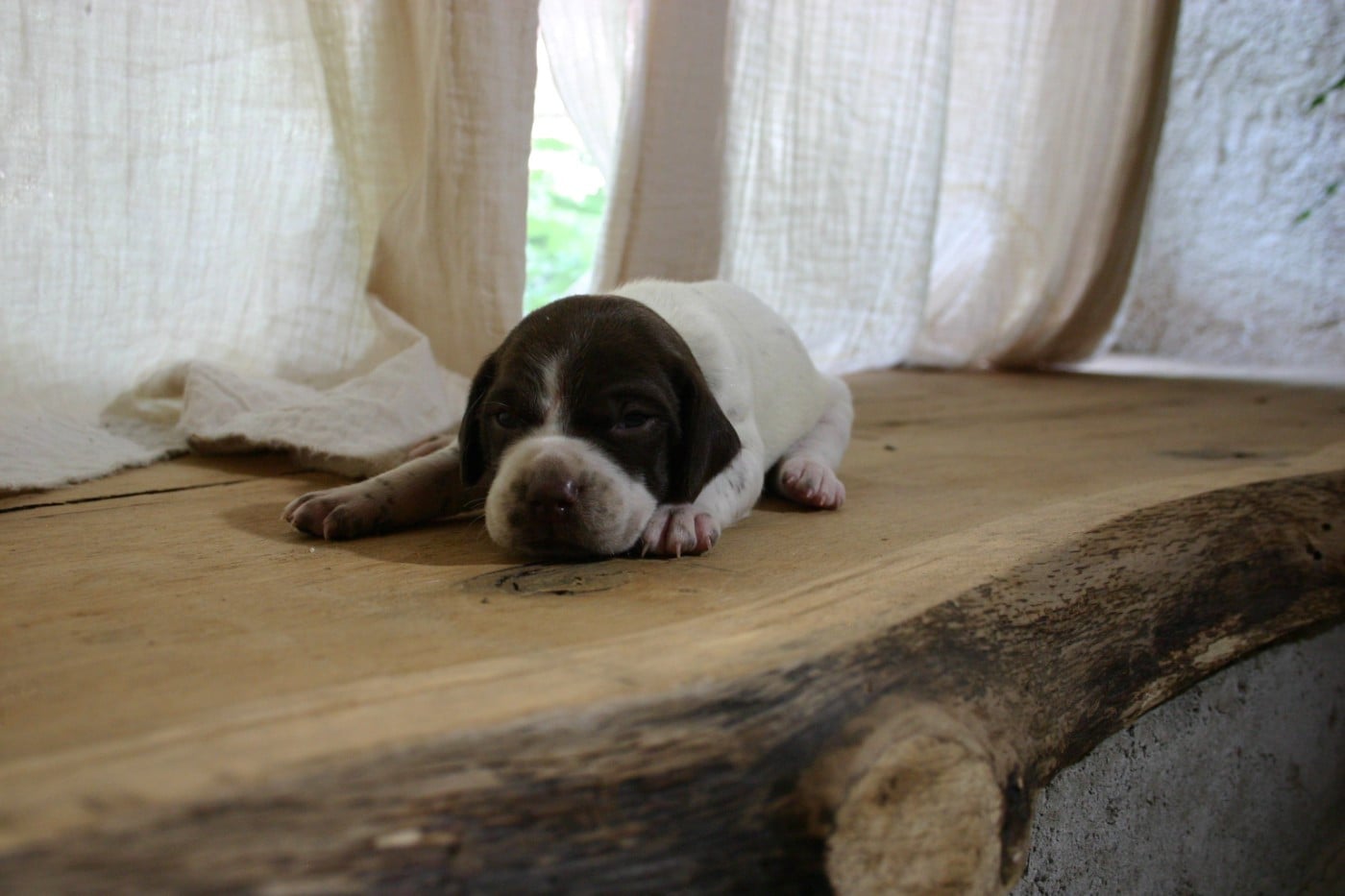 Chiot N°4