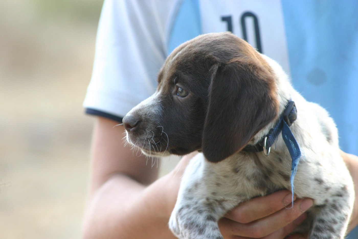 Chiot N°3