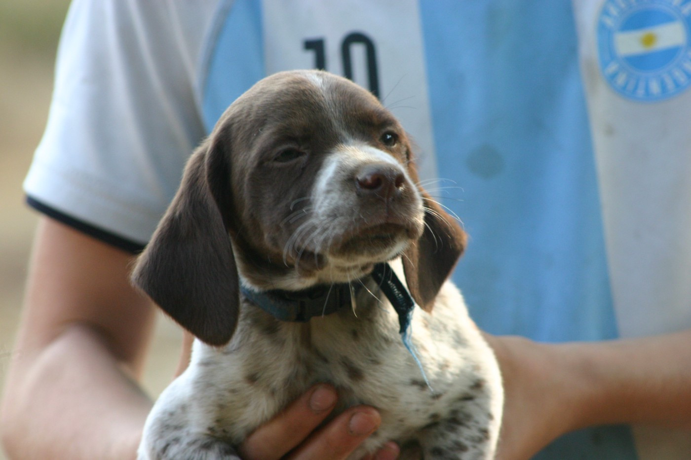 Chiot N°3