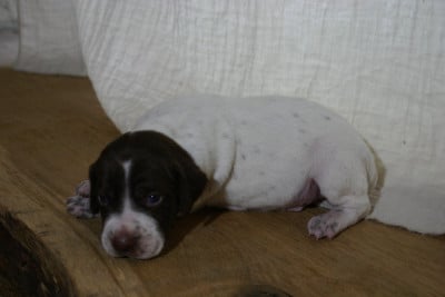 Les chiots de Braque français, type Pyrenees (petite taille)