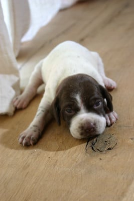 Les chiots de Braque français, type Pyrenees (petite taille)
