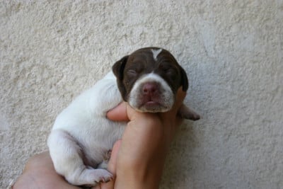 Les chiots de Braque français, type Pyrenees (petite taille)