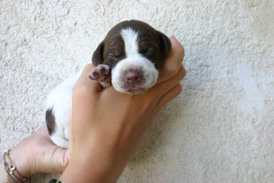 Les chiots de Braque français, type Pyrenees (petite taille)
