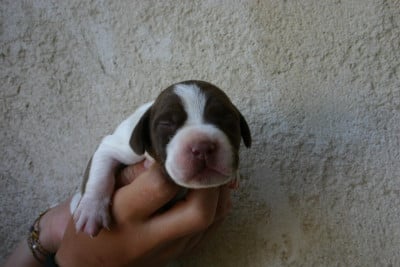 Les chiots de Braque français, type Pyrenees (petite taille)