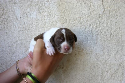 Les chiots de Braque français, type Pyrenees (petite taille)