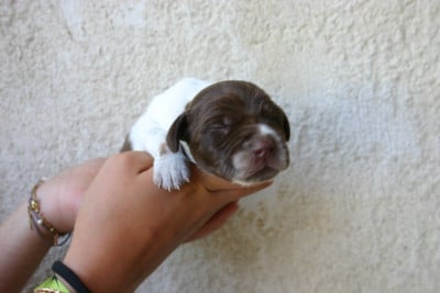Les chiots de Braque français, type Pyrenees (petite taille)