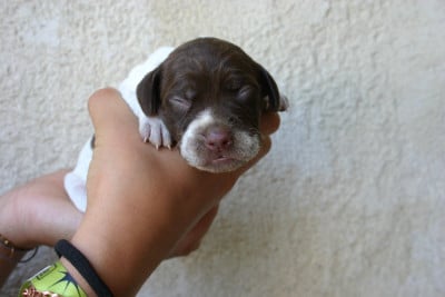 Les chiots de Braque français, type Pyrenees (petite taille)
