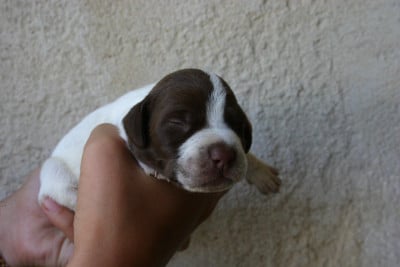 Les chiots de Braque français, type Pyrenees (petite taille)