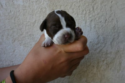Les chiots de Braque français, type Pyrenees (petite taille)