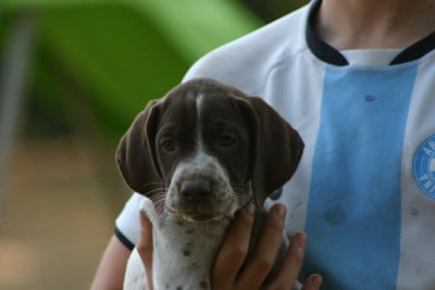 Les chiots de Braque français, type Pyrenees (petite taille)