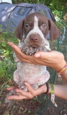 Les chiots de Braque français, type Pyrenees (petite taille)