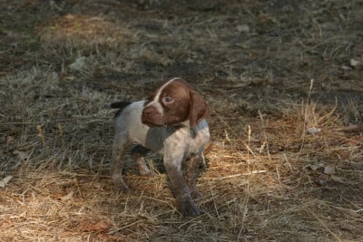 Les chiots de Braque français, type Pyrenees (petite taille)