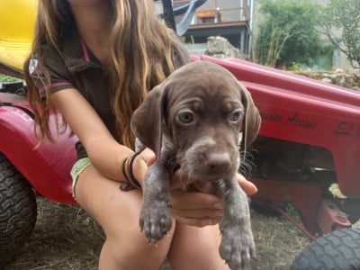 Les chiots de Braque français, type Pyrenees (petite taille)