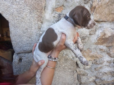 Les chiots de Braque français, type Pyrenees (petite taille)