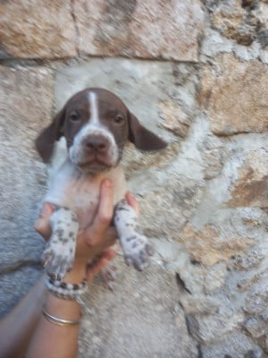 Les chiots de Braque français, type Pyrenees (petite taille)