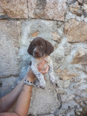 Les chiots de Braque français, type Pyrenees (petite taille)