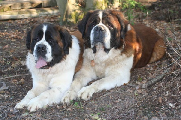 Accueil Elevage De L Oree Du Val Des Lous Eleveur De Chiens Chien Du Saint Bernard