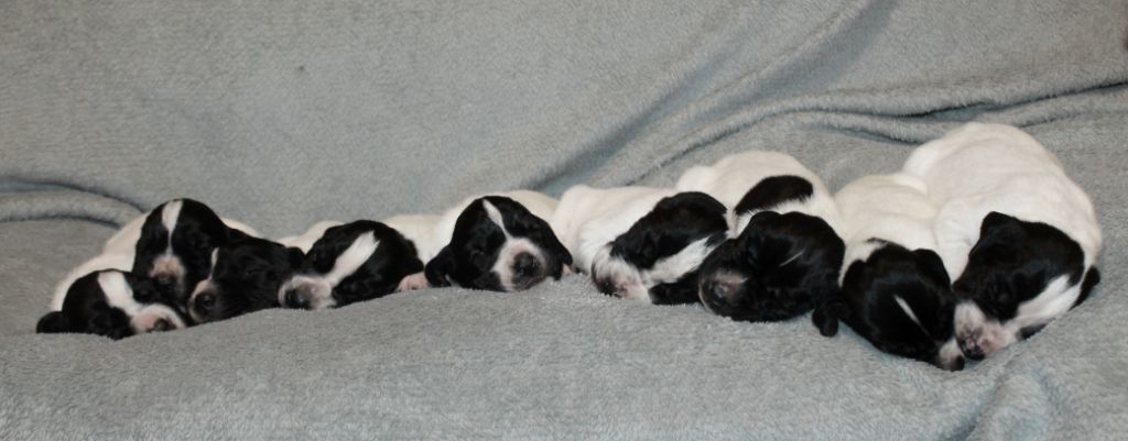 Braque d'Auvergne - De La Ferme Des Trois Geais