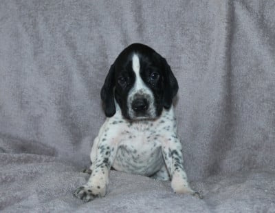 Les chiots de Braque d'Auvergne