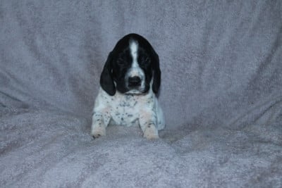 Les chiots de Braque d'Auvergne