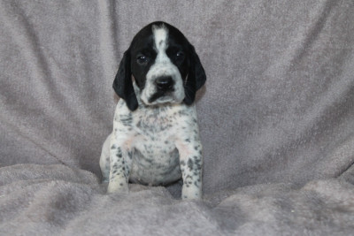 Les chiots de Braque d'Auvergne