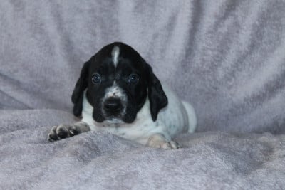 Les chiots de Braque d'Auvergne