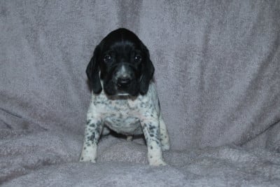 Les chiots de Braque d'Auvergne