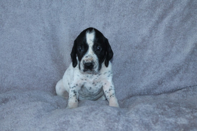 Les chiots de Braque d'Auvergne