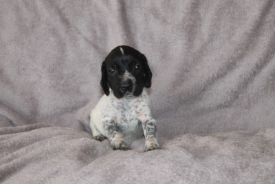 Les chiots de Braque d'Auvergne