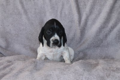 Les chiots de Braque d'Auvergne