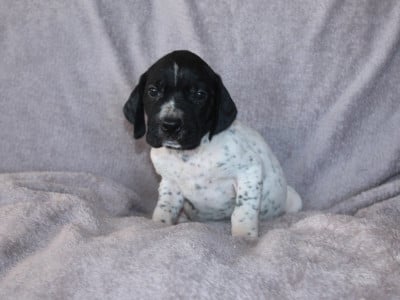 Les chiots de Braque d'Auvergne