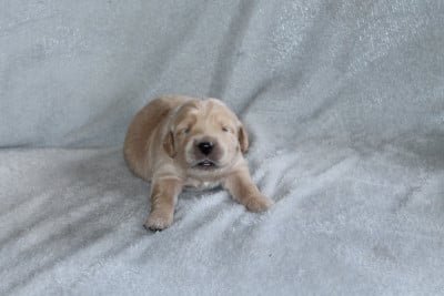 Les chiots de Golden Retriever