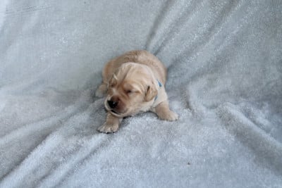 Les chiots de Golden Retriever
