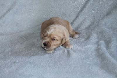 Les chiots de Golden Retriever