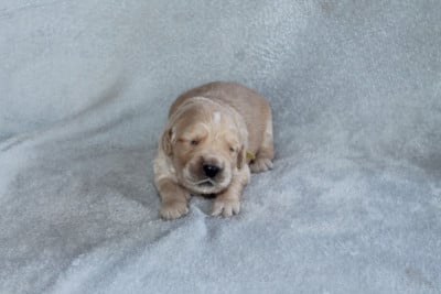 Les chiots de Golden Retriever