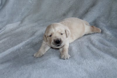 Les chiots de Golden Retriever