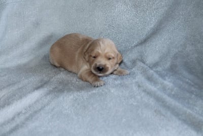 Les chiots de Golden Retriever